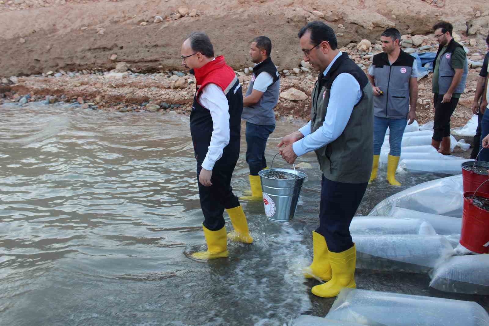 Siirt’te 1 milyon yavru sazan suya bırakıldı
