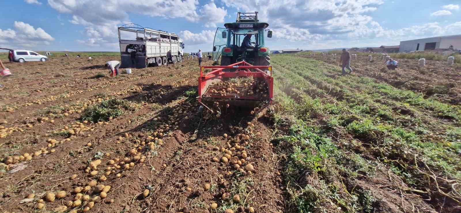 Satamadığı patatesleri halka ücretsiz dağıttı
