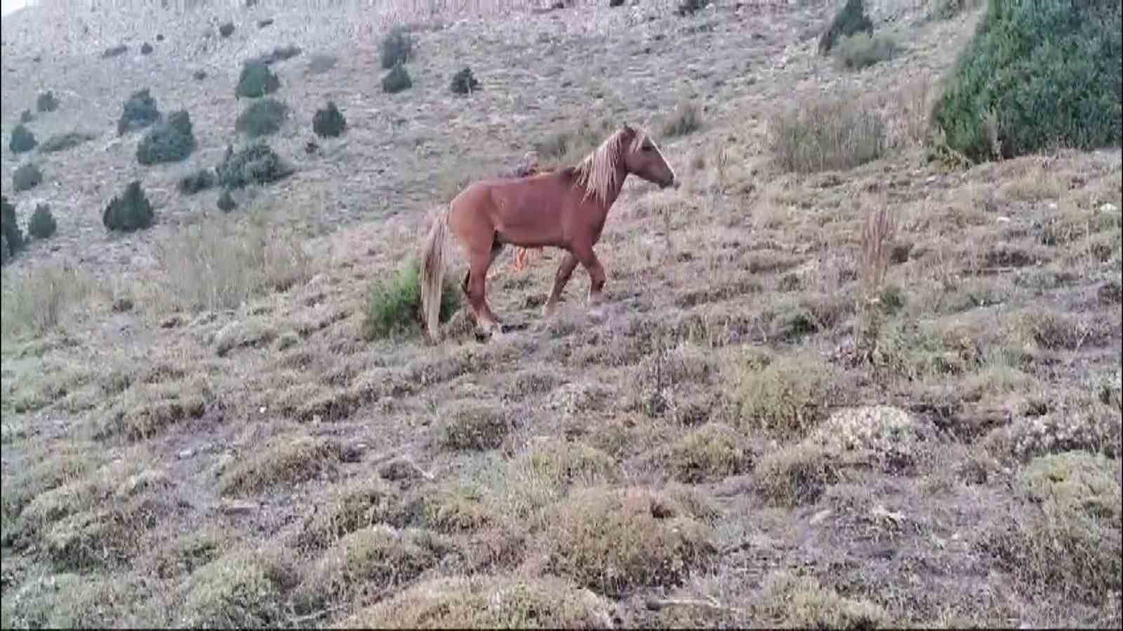 Yozgat’ta ayağı kırılan yılkı atına jandarmadan şefkat eli
