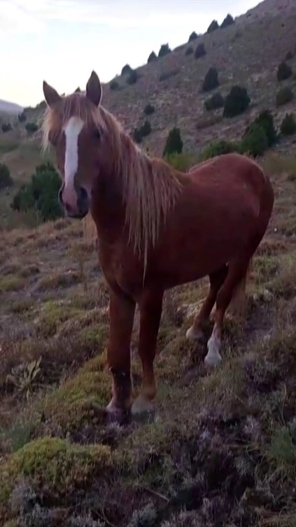 Yozgat’ta ayağı kırılan yılkı atına jandarmadan şefkat eli
