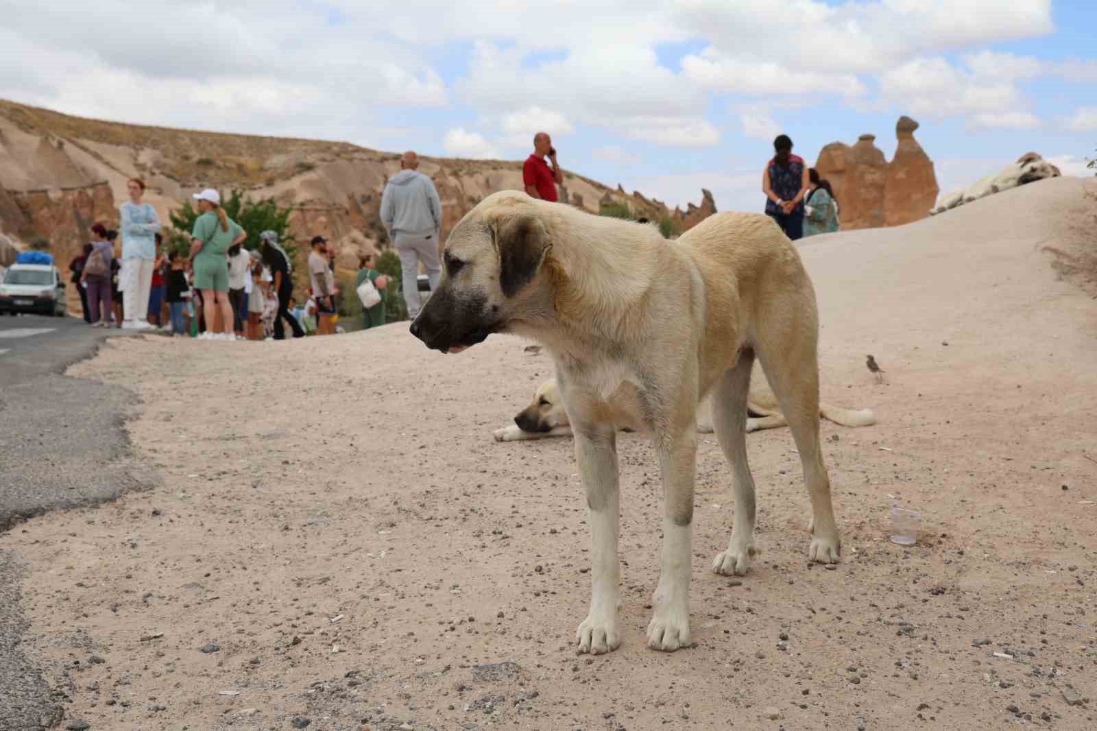 Sokak köpekleri turiste saldırdı
