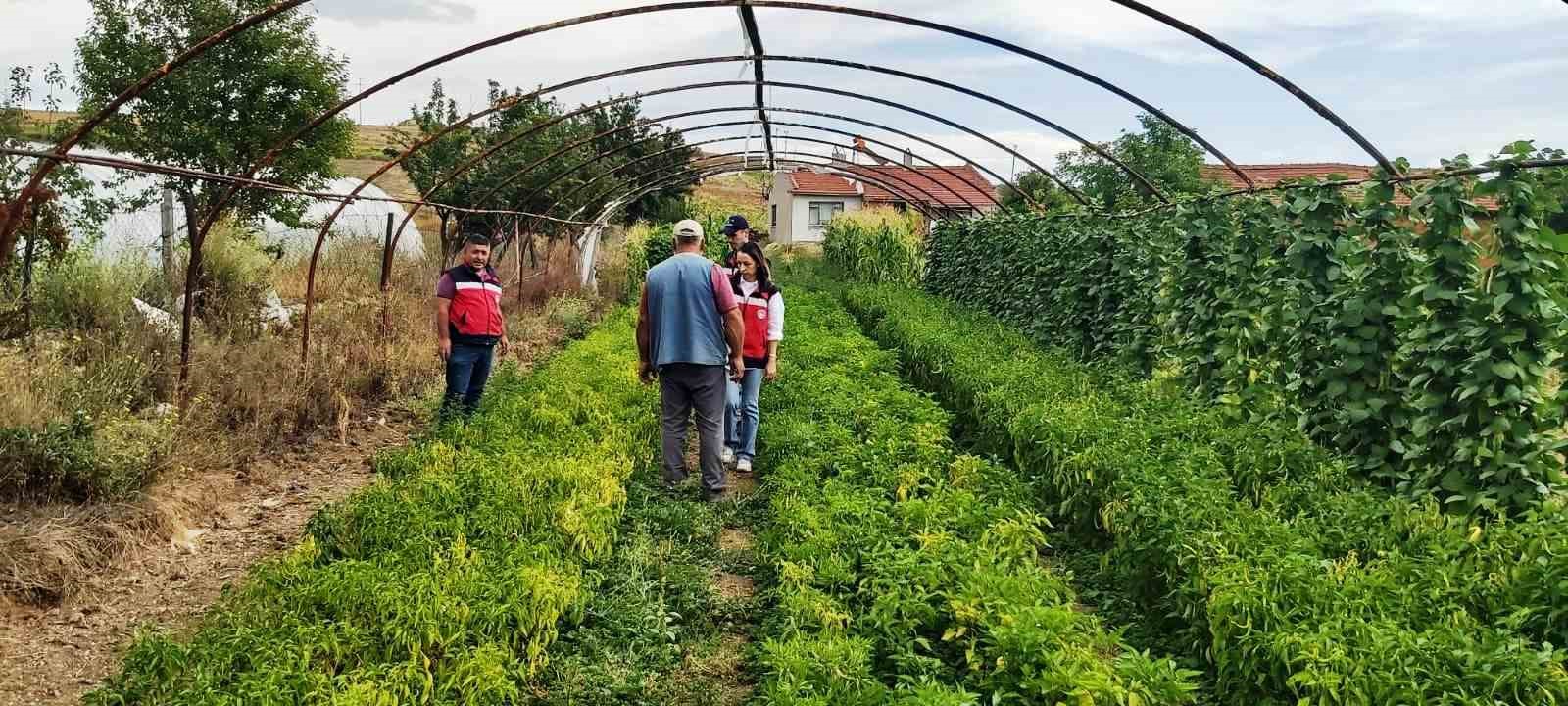 Kütahya’da TAKE projelerinden domates ve biber üretim alanları denetlendi
