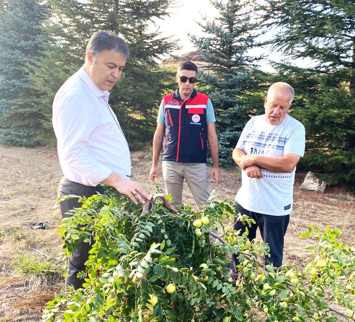 Hünnap hasadı önümüzdeki günlerde başlayacak
