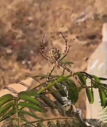 Elazığ’da dünyanın en zehirli örümceklerinden ’loblu örümcek’ görüldü
