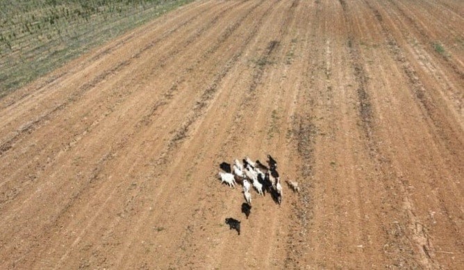 Kırklareli’nde kaybolan küçükbaş hayvanlar bulundu
