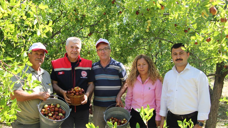 Isparta’da hünnap hasadı başladı
