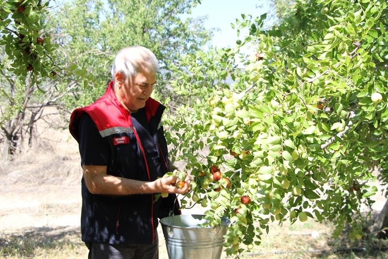 Isparta’da hünnap hasadı başladı
