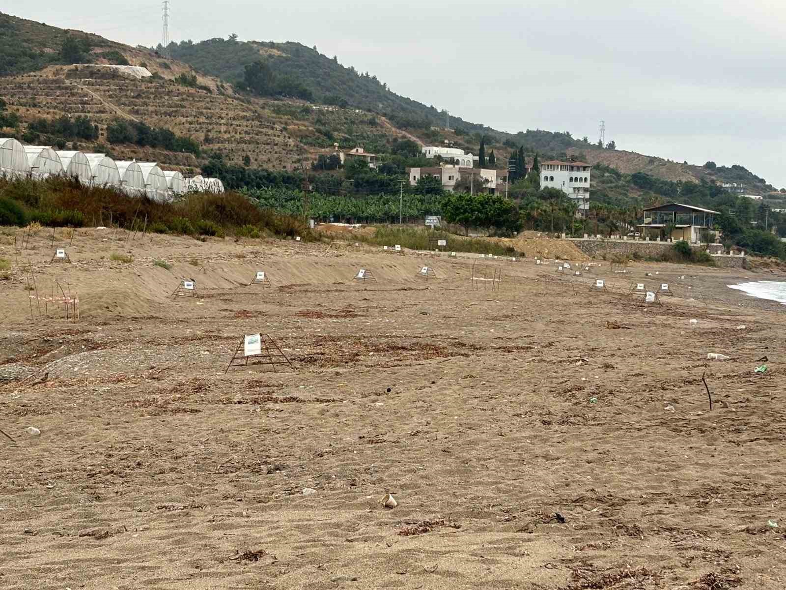 Alanya’da yavru caretta carettalar mavi sularla buluşmaya devam ediyor
