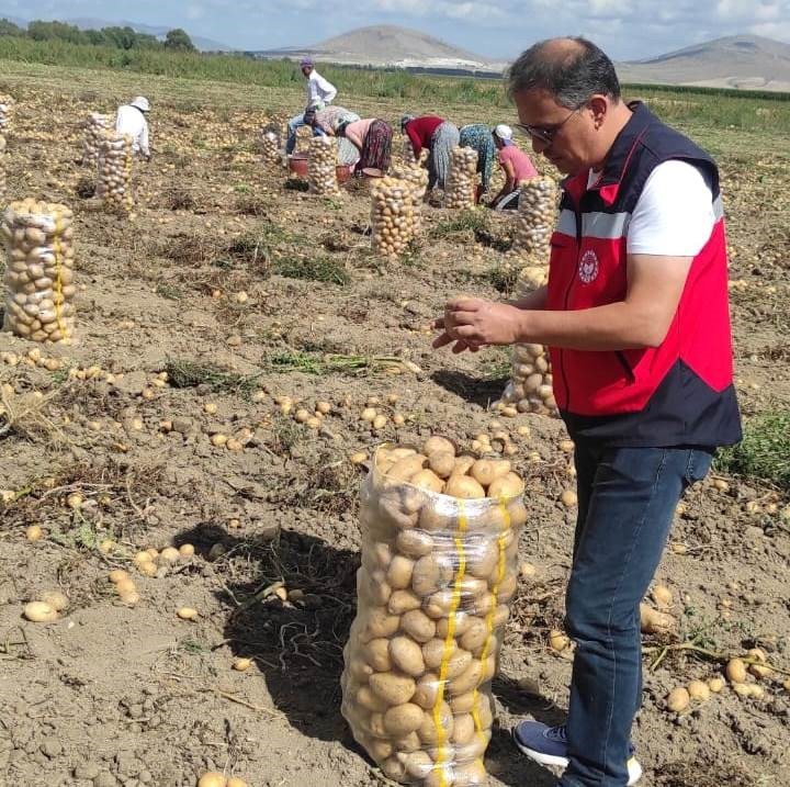 Altıntaş’ta patates ekiliş ve hasat kontrolleri
