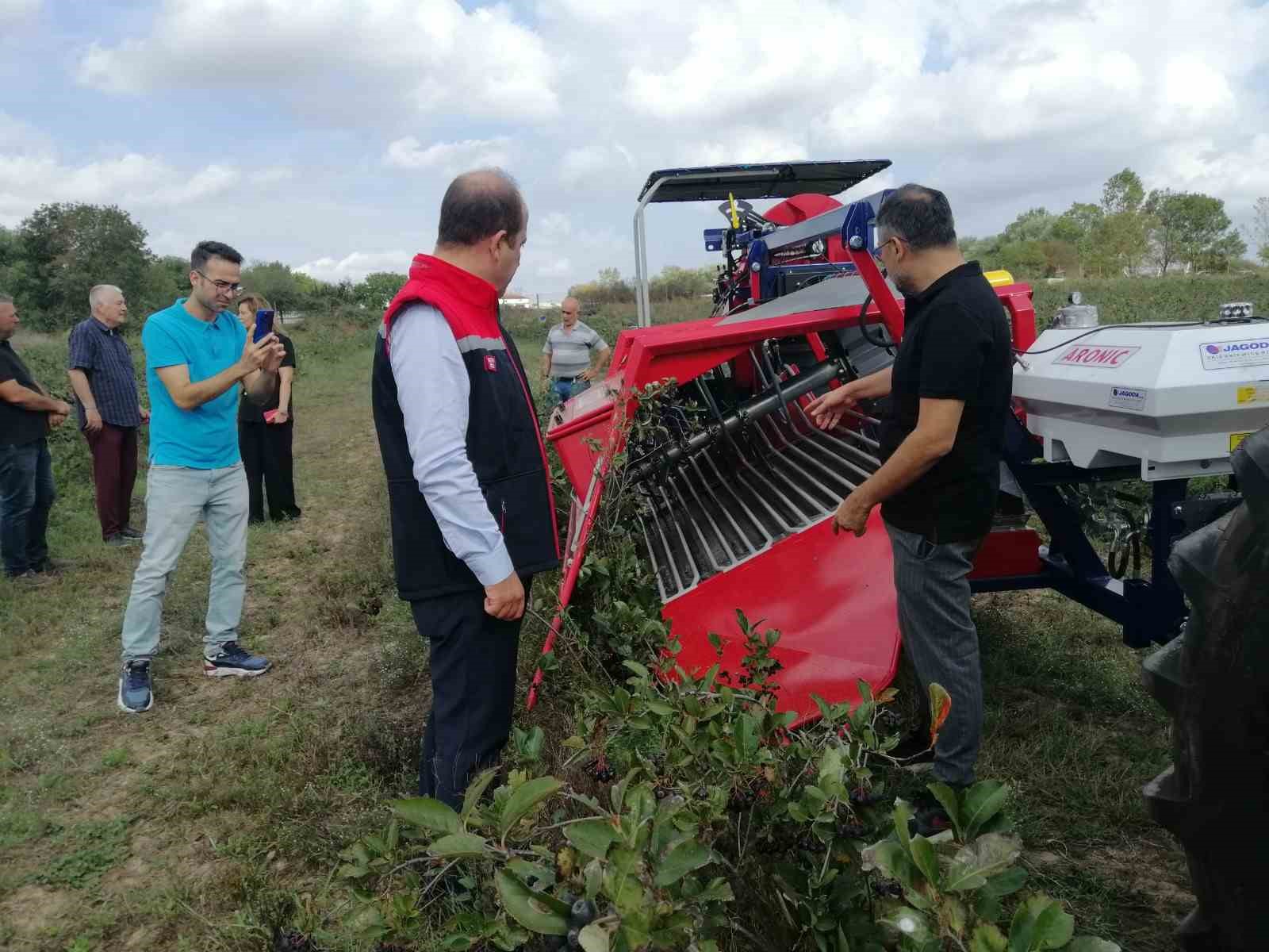 Süper meyve aronya hasadı: Faydası saymakla bitmiyor
