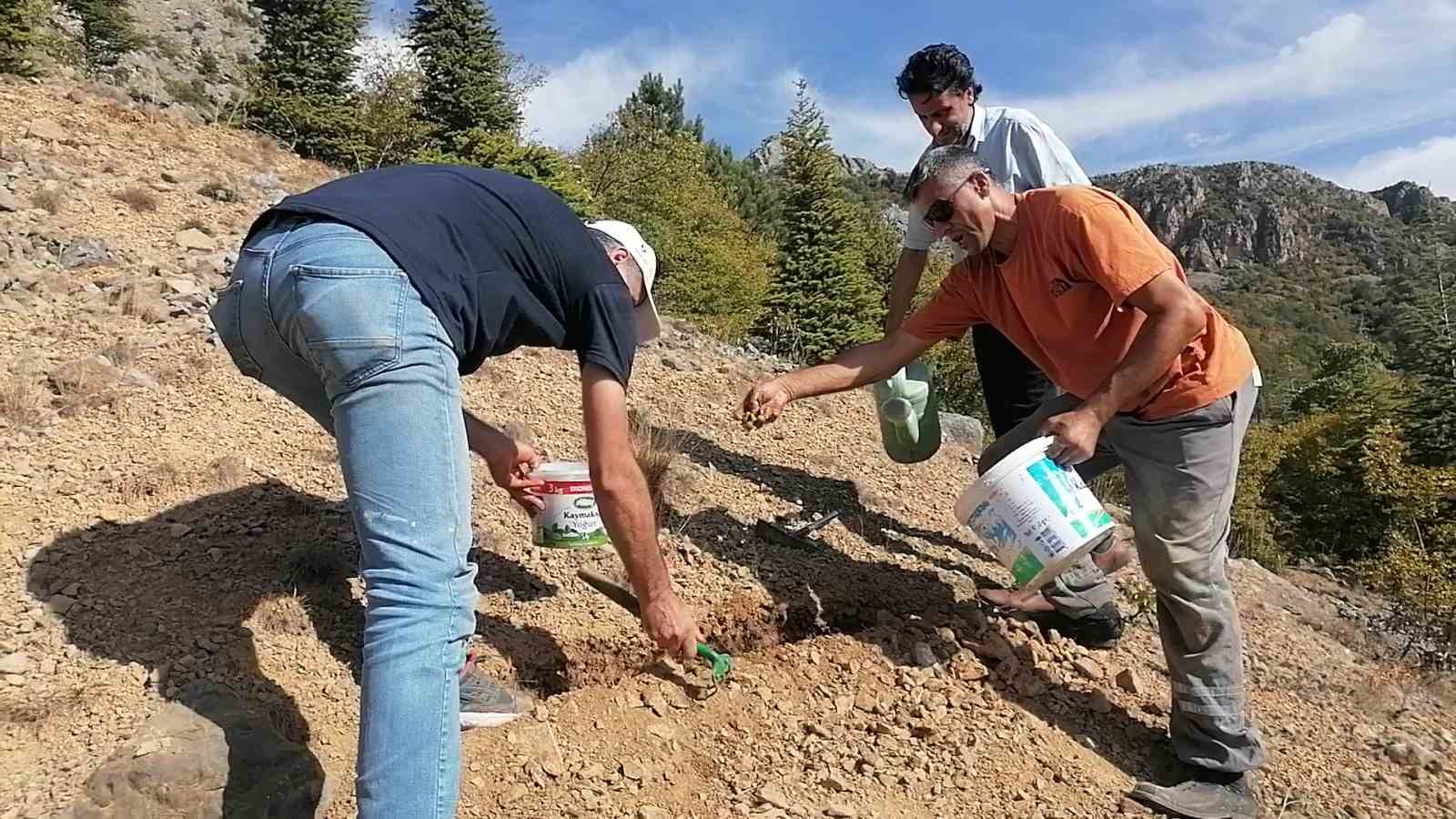 Amasyalı örnek aile 100 kilo meşe palamudu dikti
