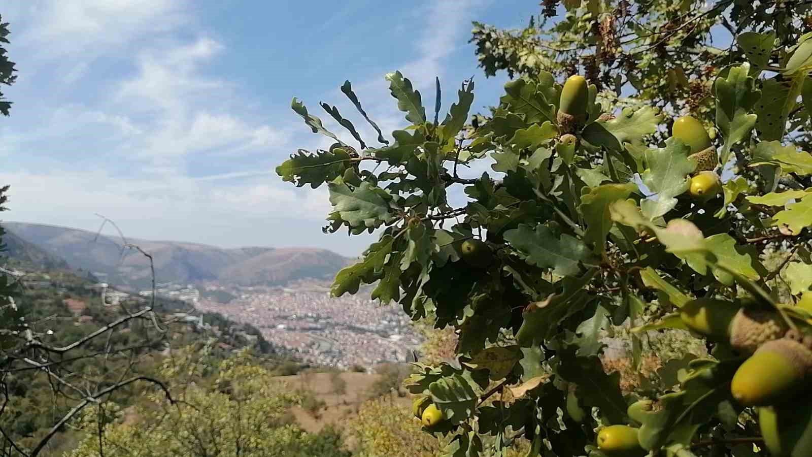 Amasyalı örnek aile 100 kilo meşe palamudu dikti
