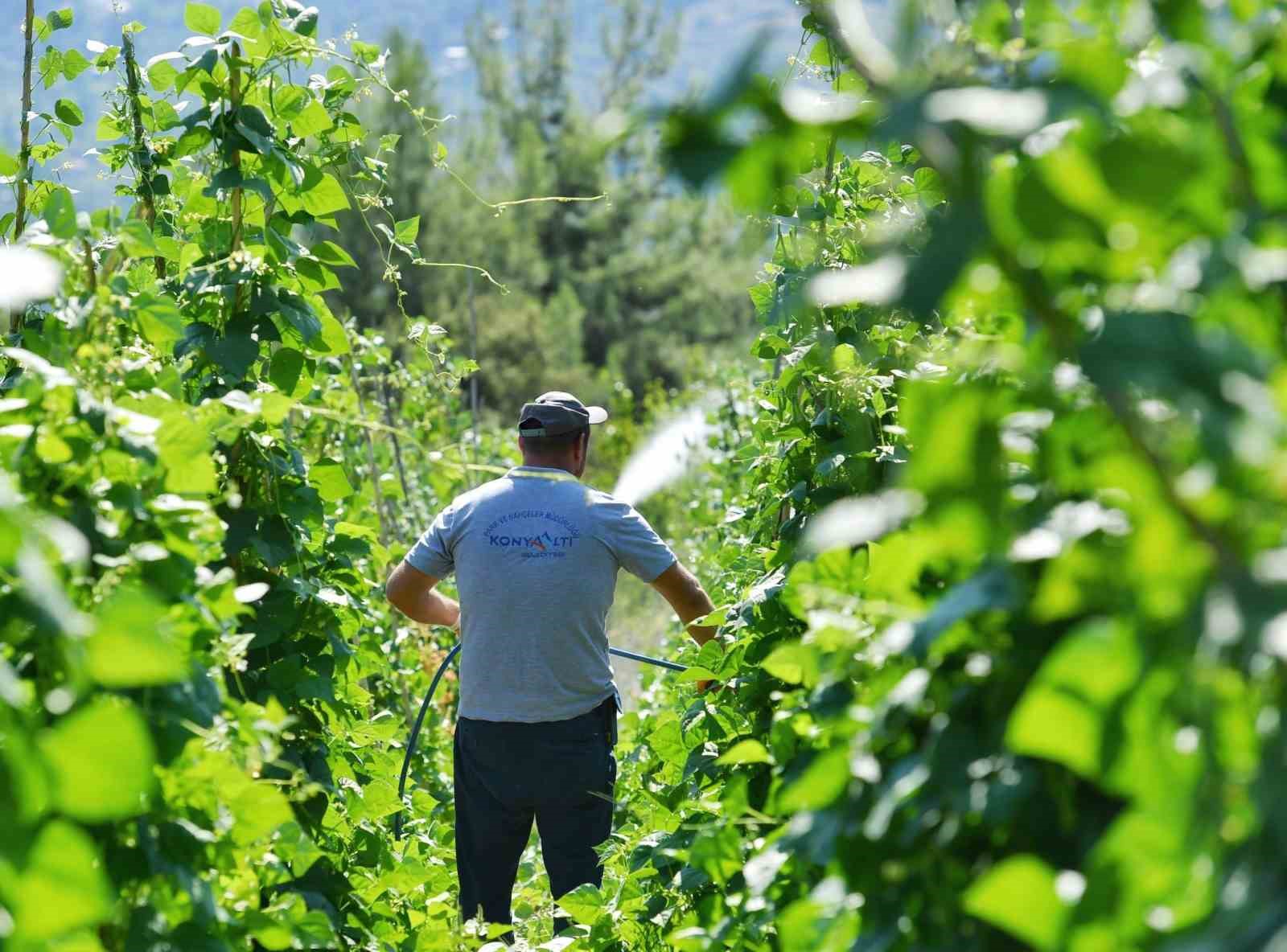 Çandır fasulyesi için yayla şenliği düzenlenecek
