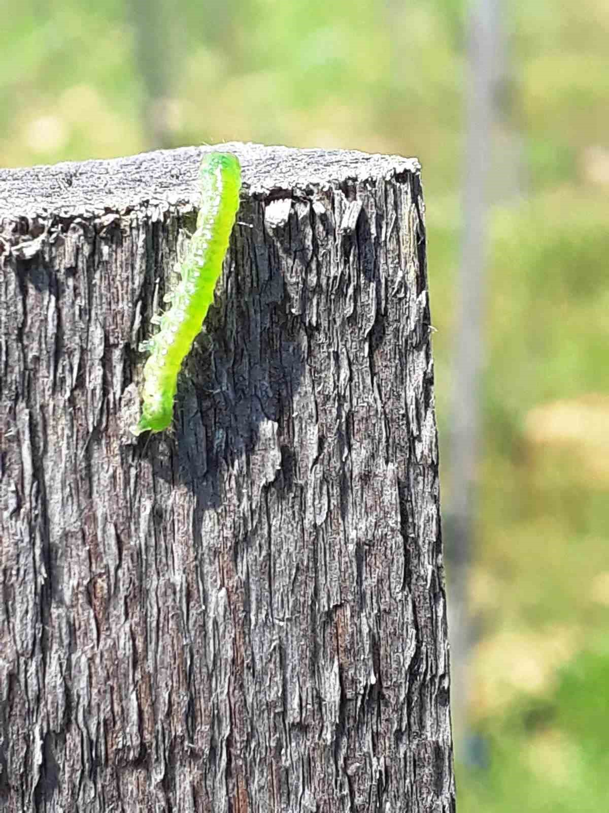 Zeytin fidan tırtılı uyarısı
