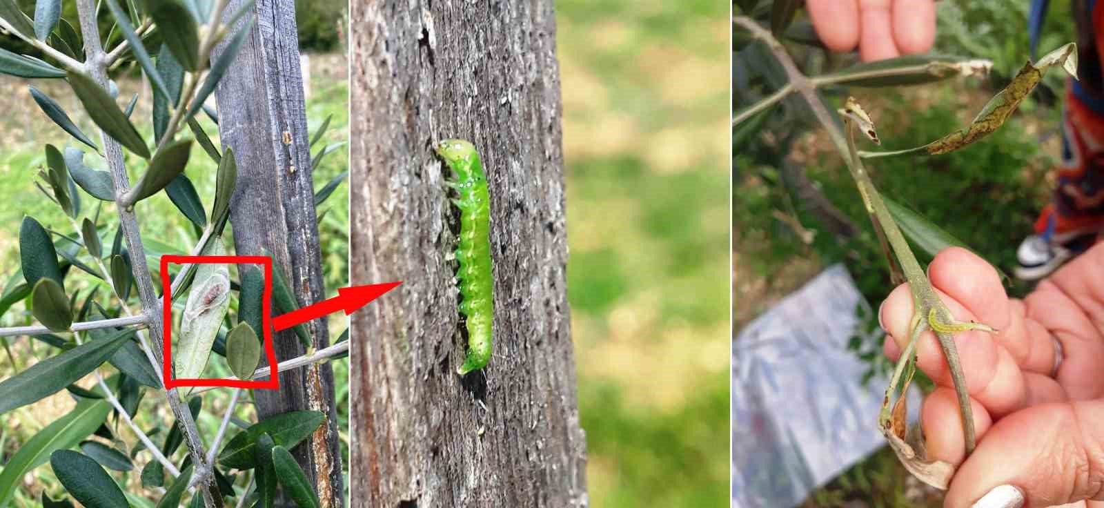 Zeytin fidan tırtılı uyarısı
