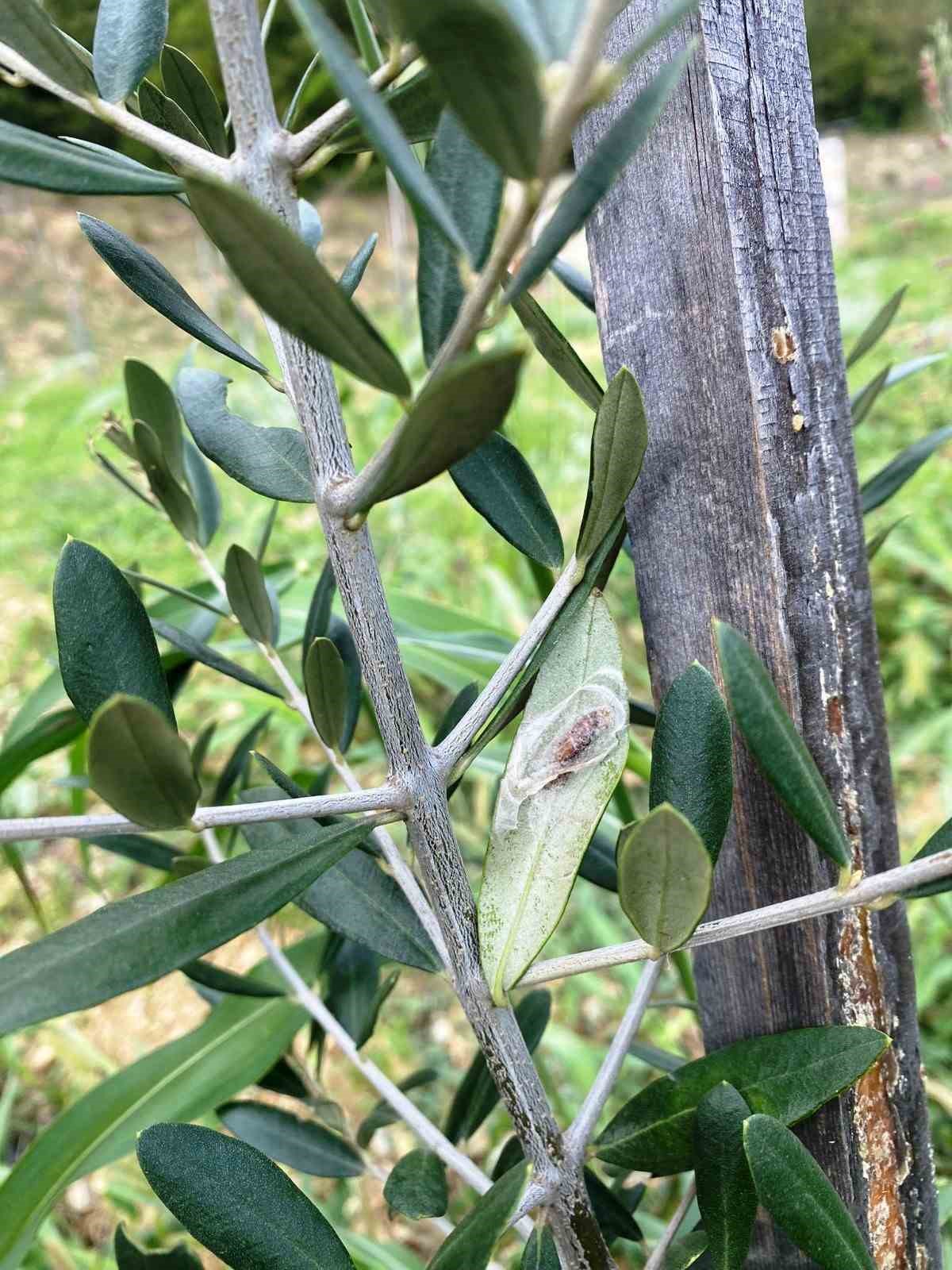 Zeytin fidan tırtılı uyarısı
