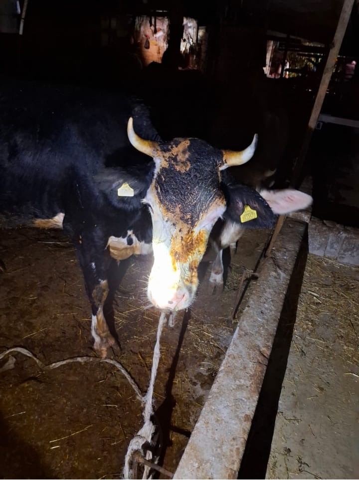 Muğla’daki yangında ahır alevlere teslim oldu
