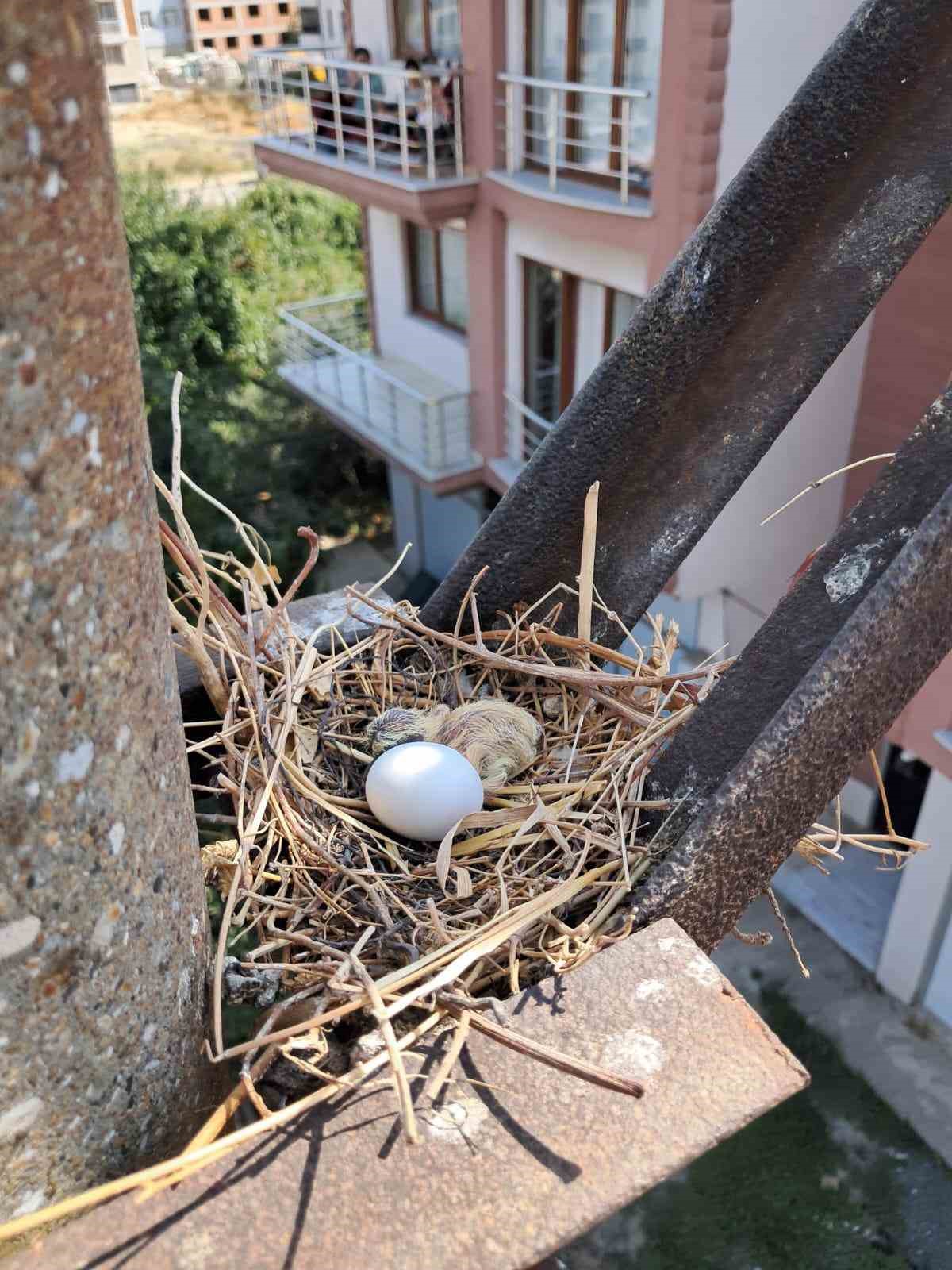 Elektrik direğinde kumru yuvası bulundu, çalışma ertelendi
