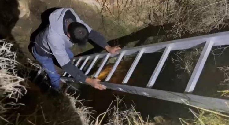 Ankara’da kaybolan keçi definecilerin kazdığı çukurda bulundu
