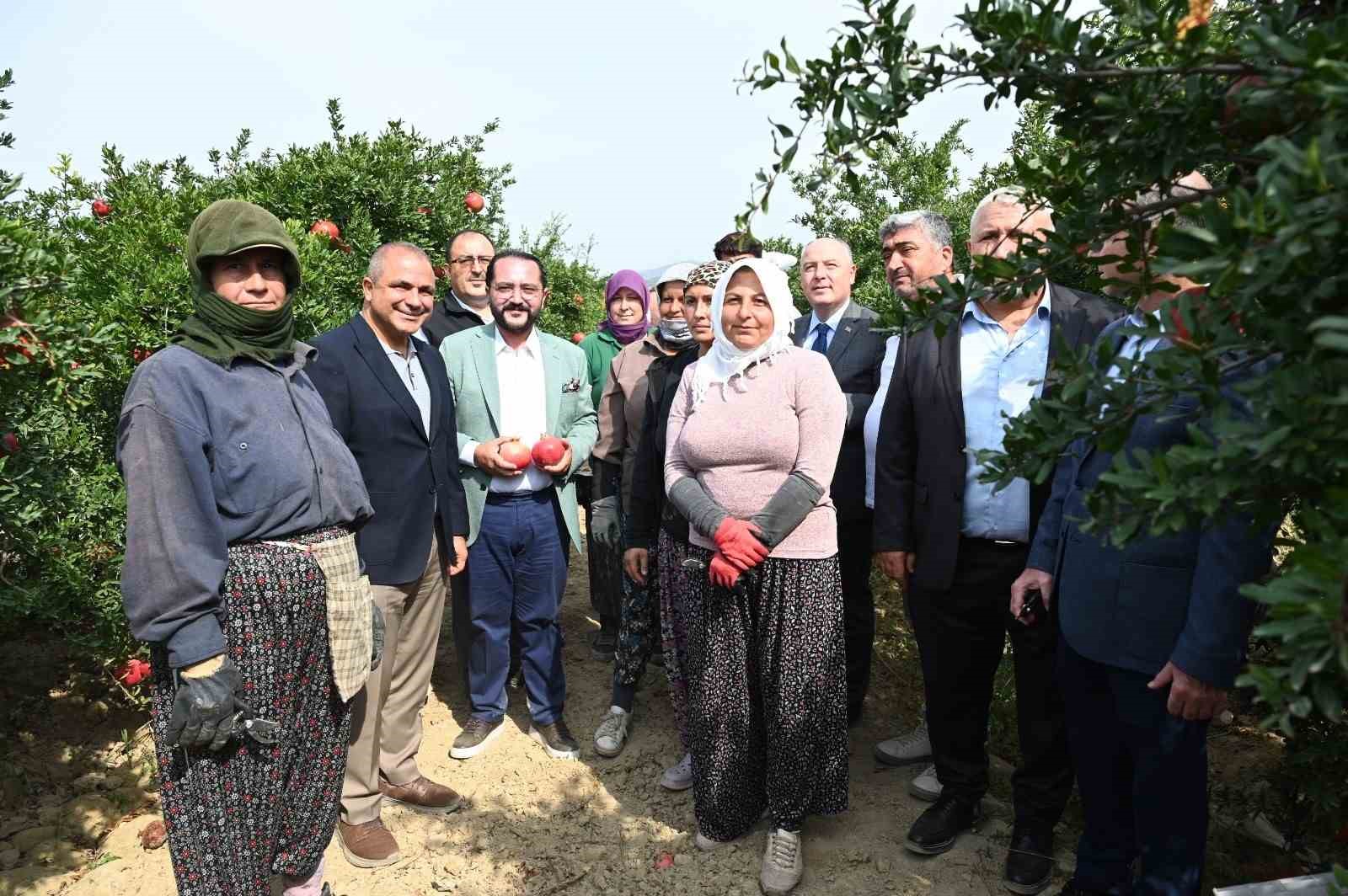 Denizli’de nar hasadı başladı
