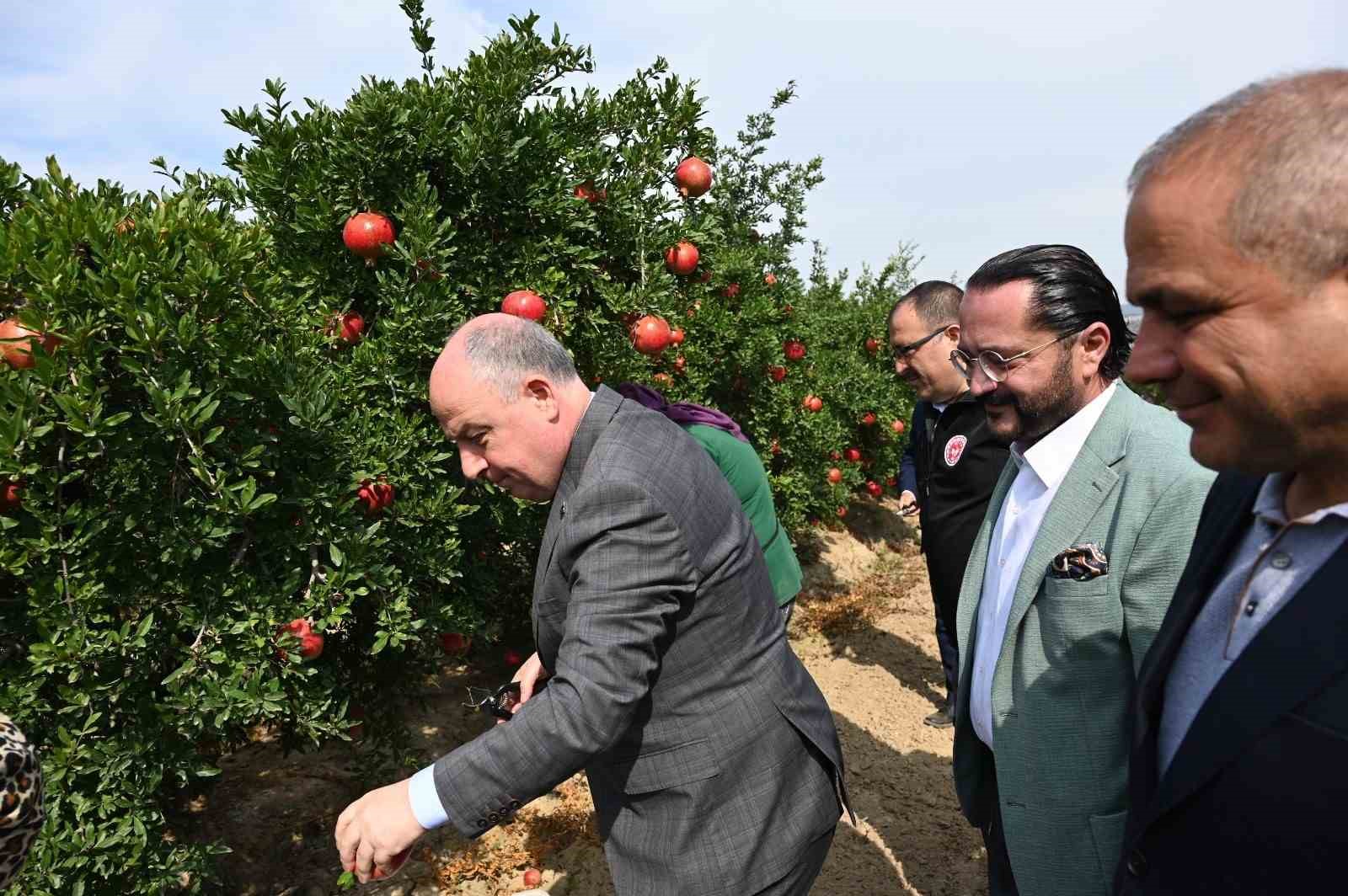 Denizli’de nar hasadı başladı
