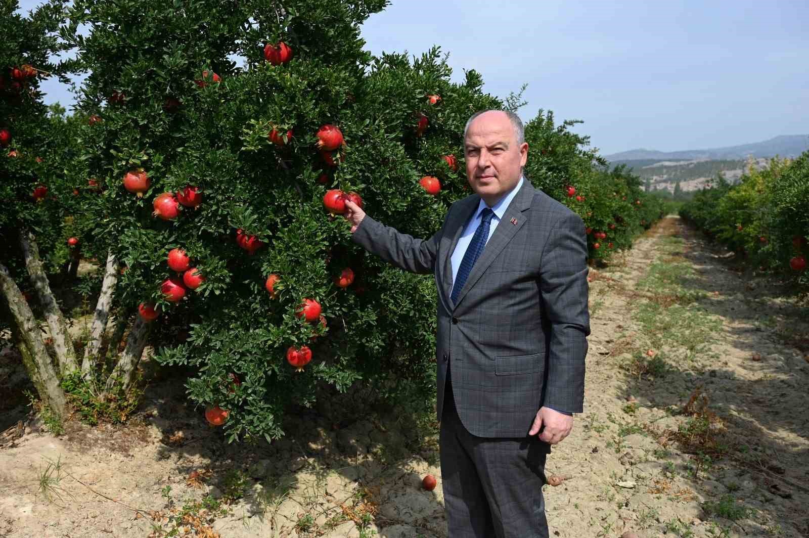 Denizli’de nar hasadı başladı
