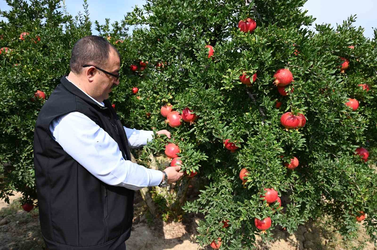 Denizli’de nar hasadı başladı
