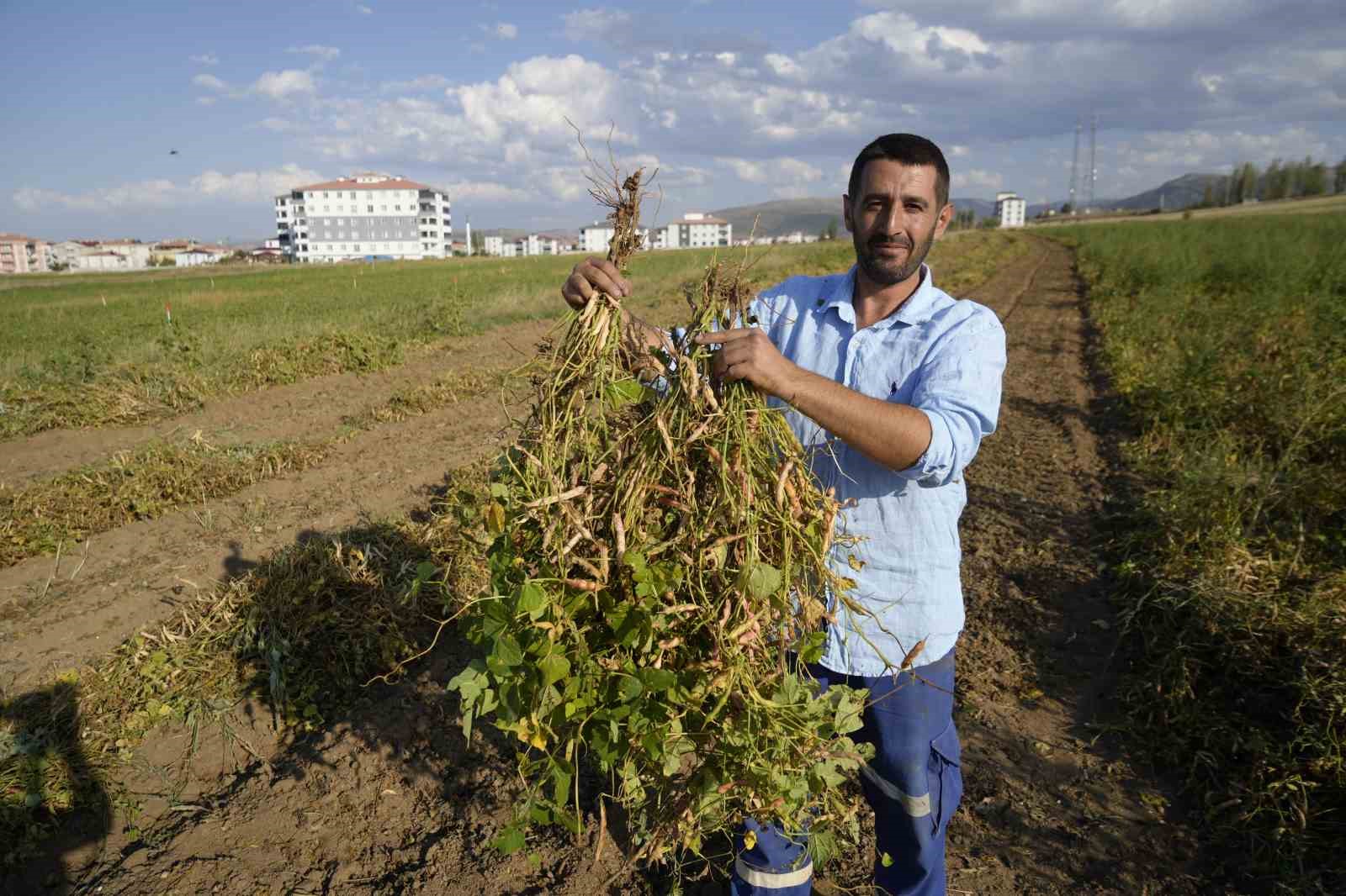 Kelkit’in coğrafi işaretli şeker fasulyesinin hasadı sürüyor
