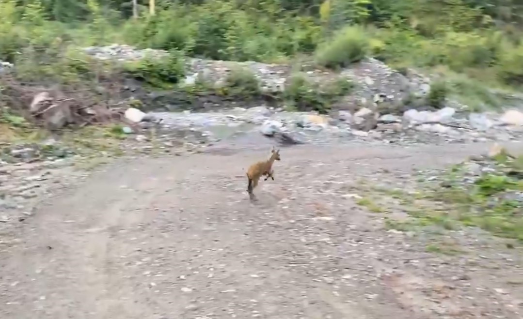 Kastamonu’da tedavisi tamamlanan karaca, doğaya salındı
