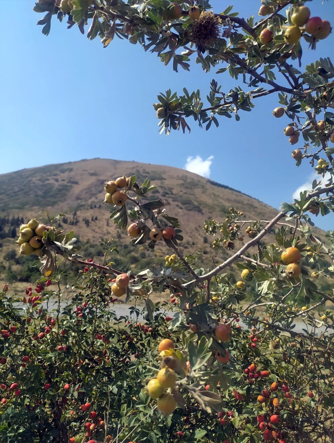 Ali Dağı sonbaharda rengârenk
