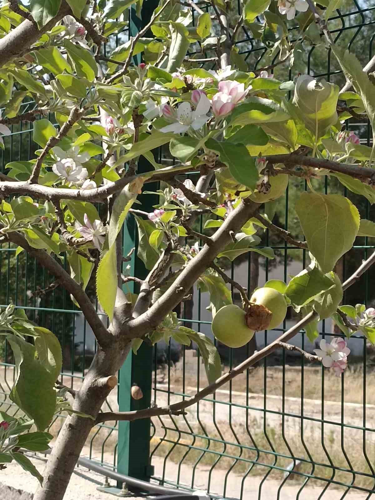 Dallarında meyvesi olan ağaç tekrar çiçek açtı
