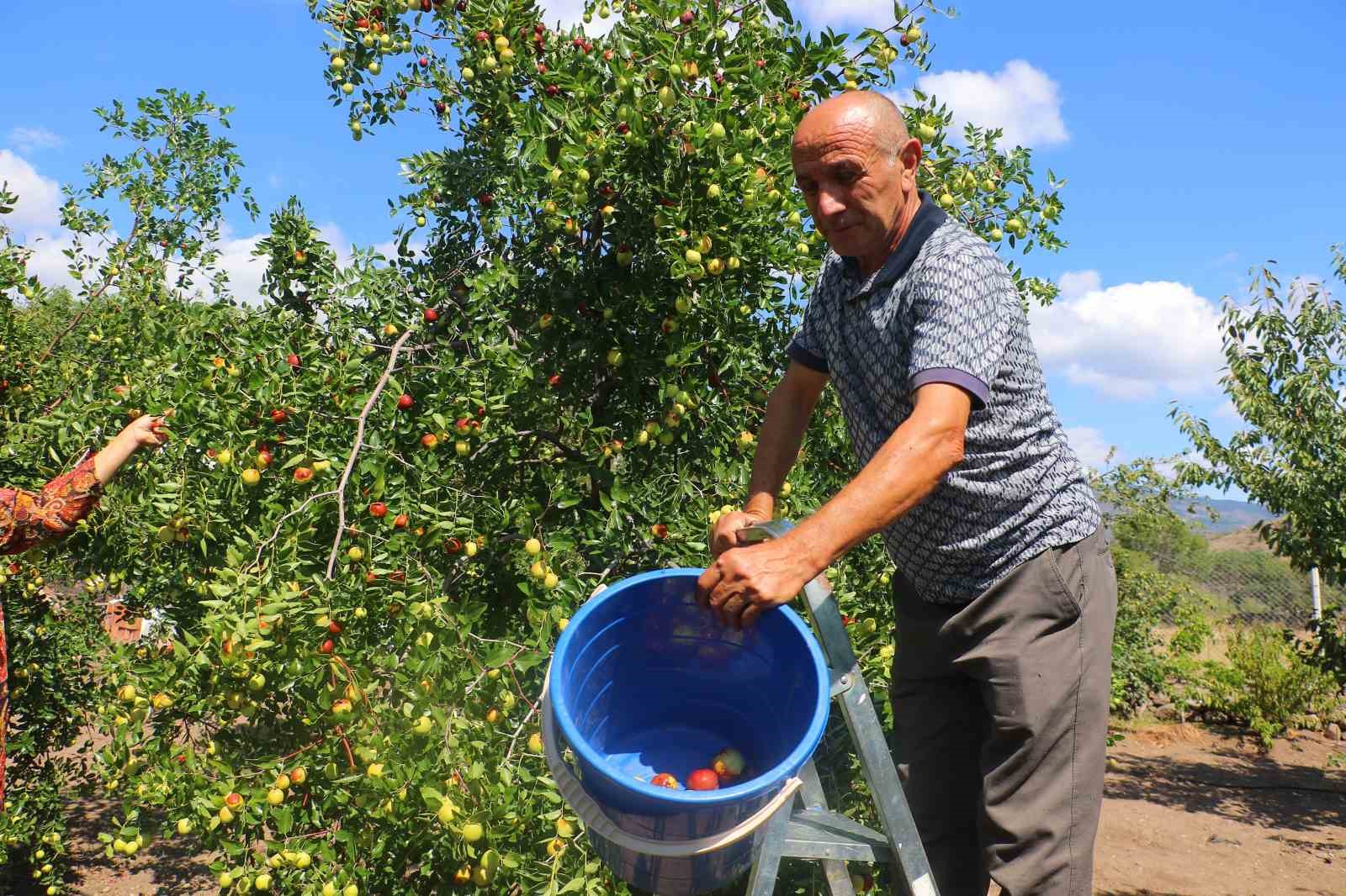 Başkent’in yanı başında yetişen hünnabın hasadı başladı
