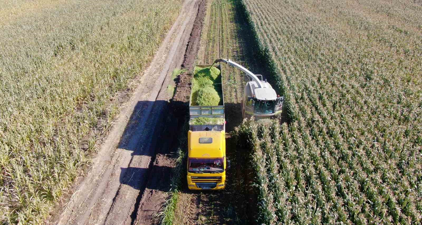 Erzincan’da silajlık mısırın hasadı yapılıyor
