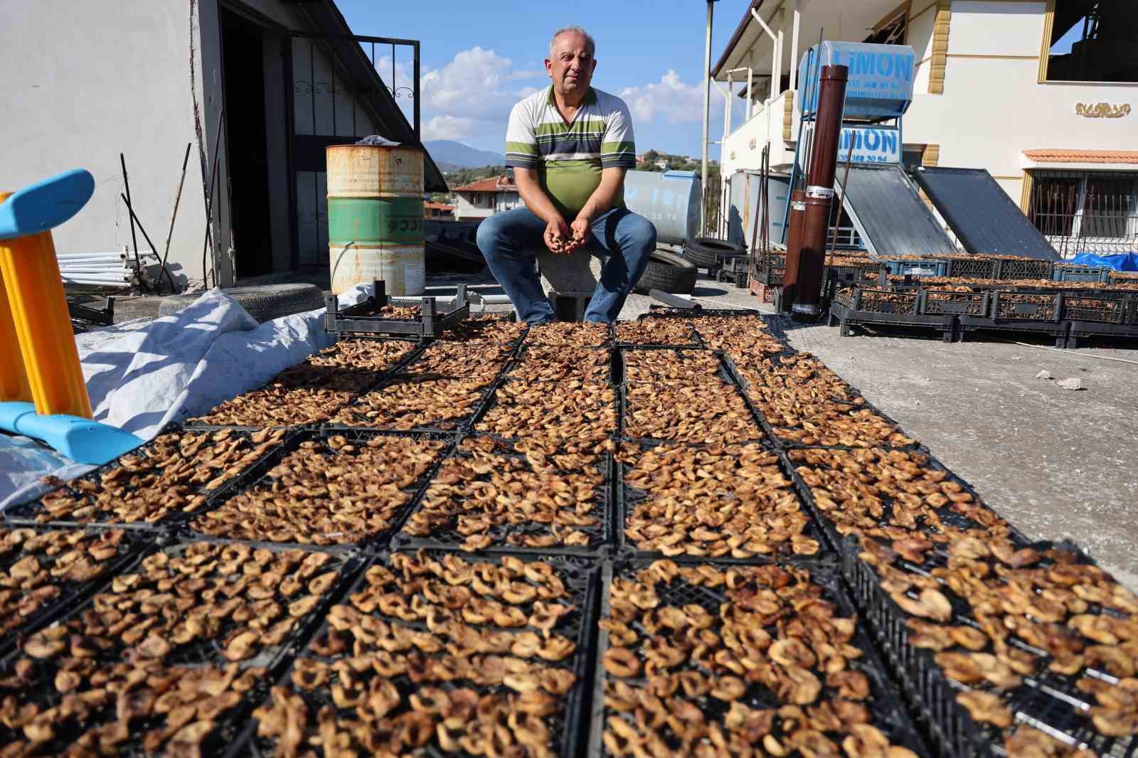 Çiftçinin domuzlardan kurtarabildiği kuru incir, 300 ila 350 TL arasında alıcı buluyor
