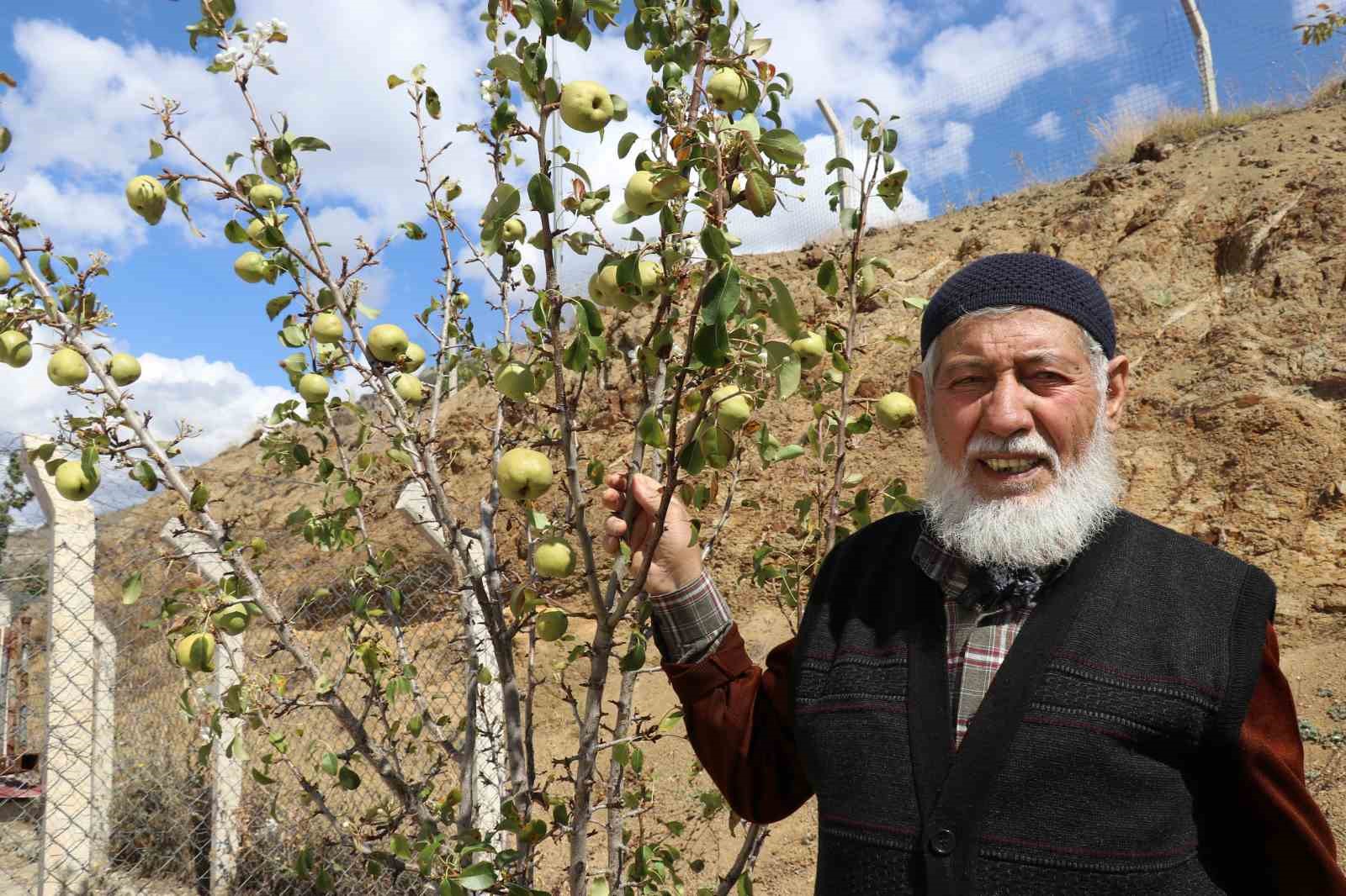 Armut ağacı sonbaharda çiçek açtı
