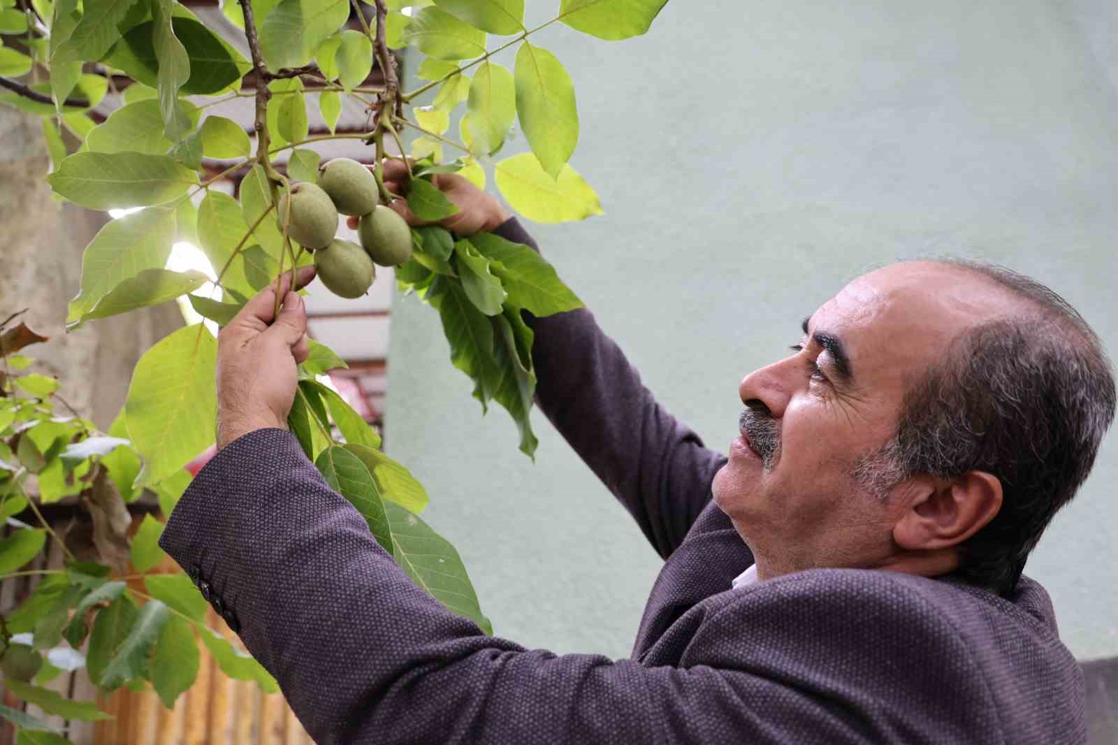 Küresel ısınma cevizi de vurdu
