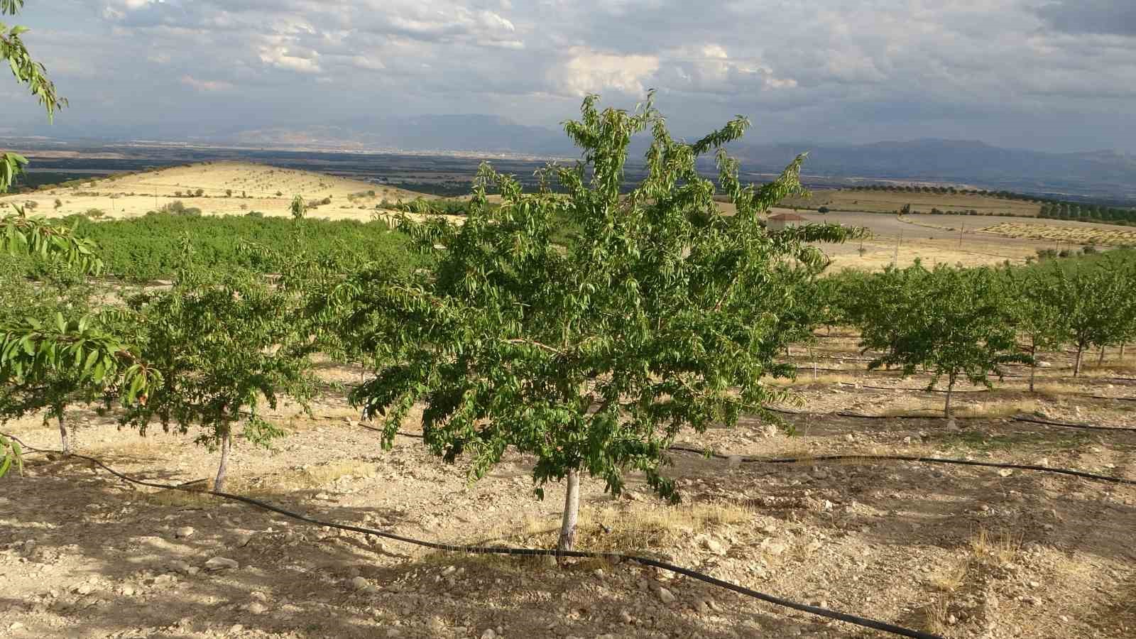 Kayısıya alternatif olarak yetiştirdiği bademlerden yüksek verim elde etti
