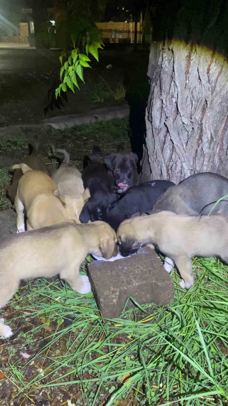 Yavru köpeklerin karnını doyuran bekçiler yürekleri ısıttı
