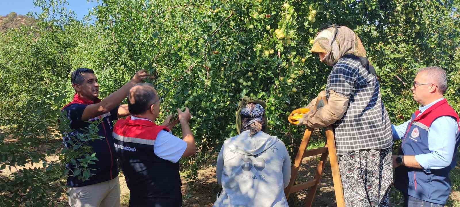 Aydın’da hünnap hasadı başladı
