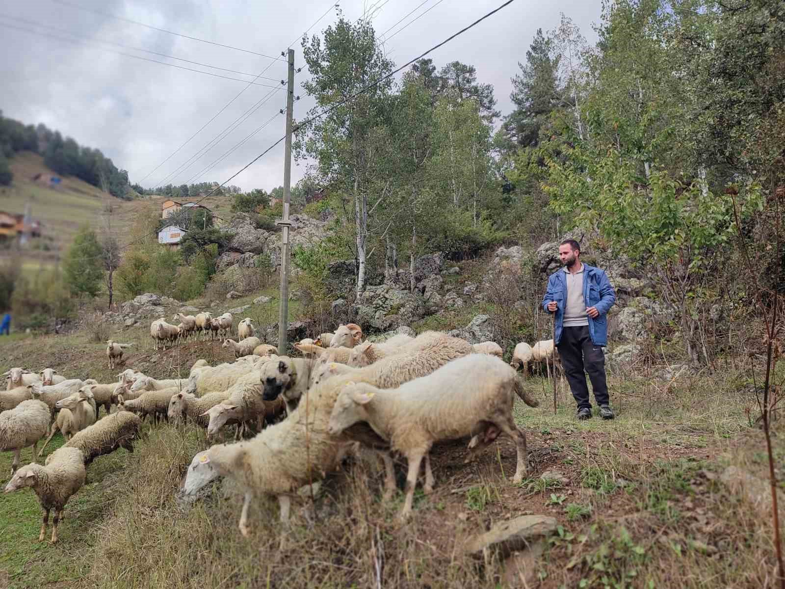 İki üniversite bitirip hayali kaymakamlık olan genç çobanlık yapmaya başladı
