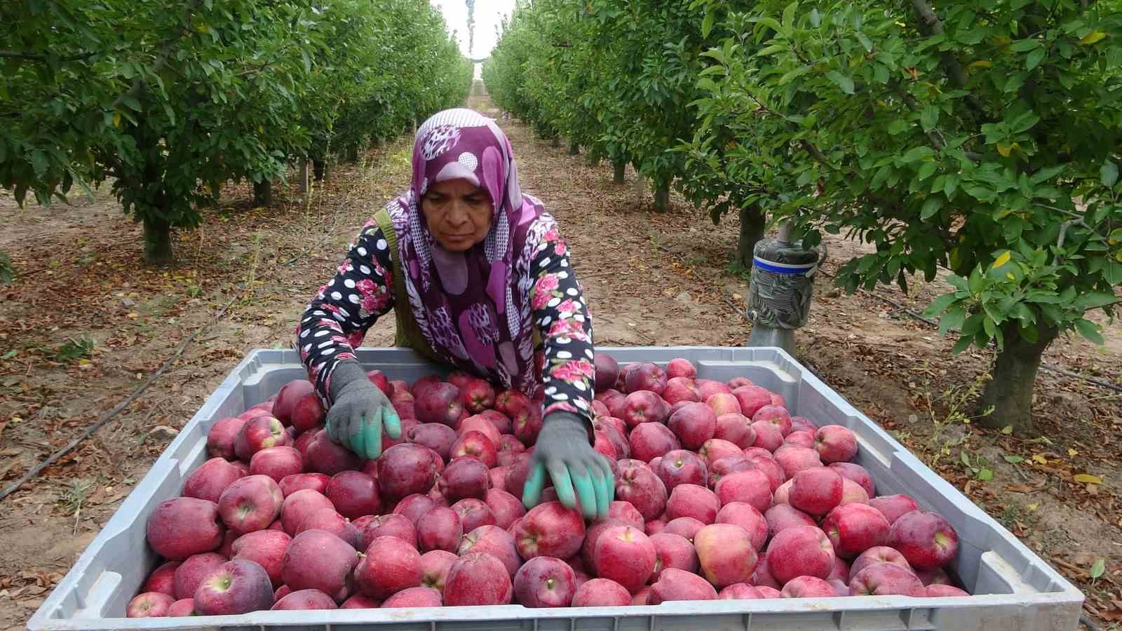 Türkiye’nin elma bahçesi Isparta’da hasat başladı
