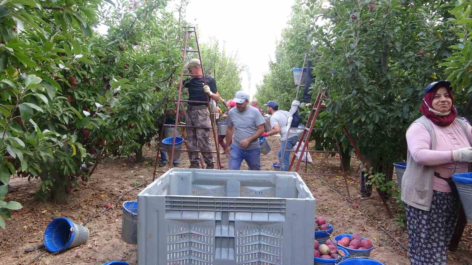 Türkiye’nin elma bahçesi Isparta’da hasat başladı
