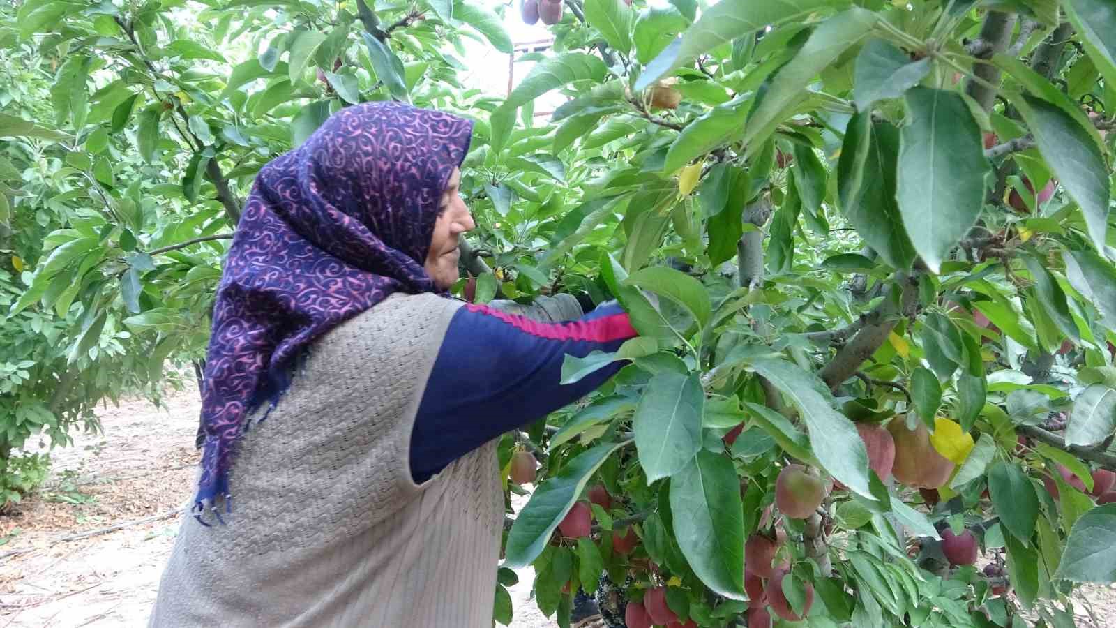 Türkiye’nin elma bahçesi Isparta’da hasat başladı
