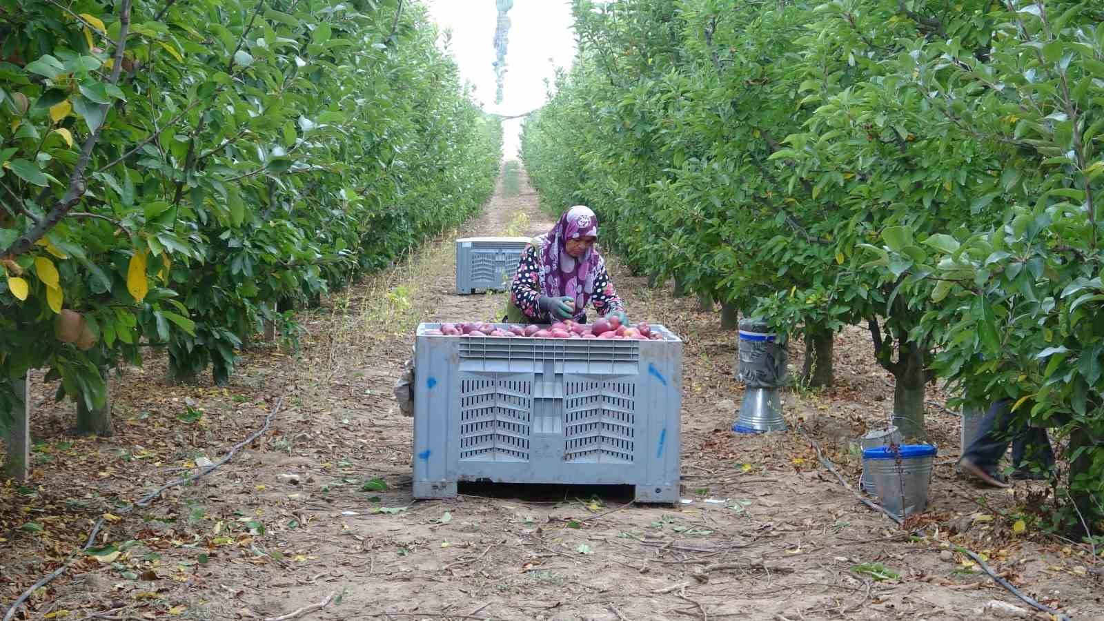 Türkiye’nin elma bahçesi Isparta’da hasat başladı
