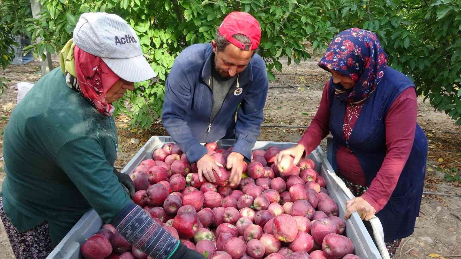 Türkiye’nin elma bahçesi Isparta’da hasat başladı
