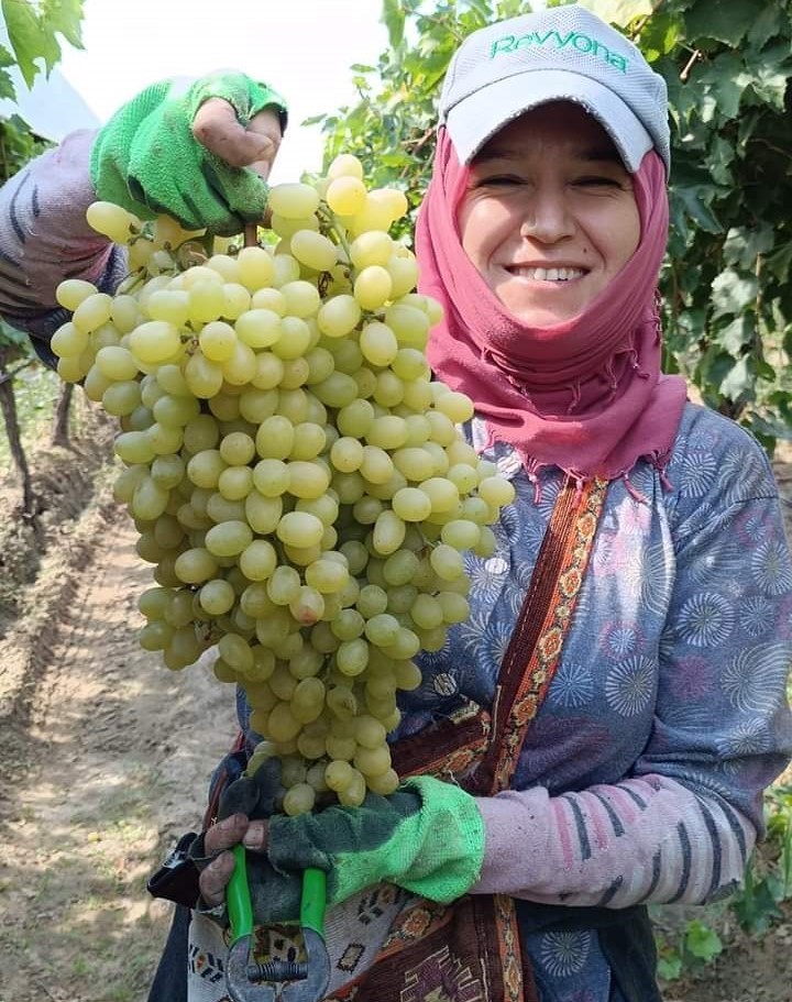 Sarıgöl’de her gün 400 ton üzüm kesiliyor
