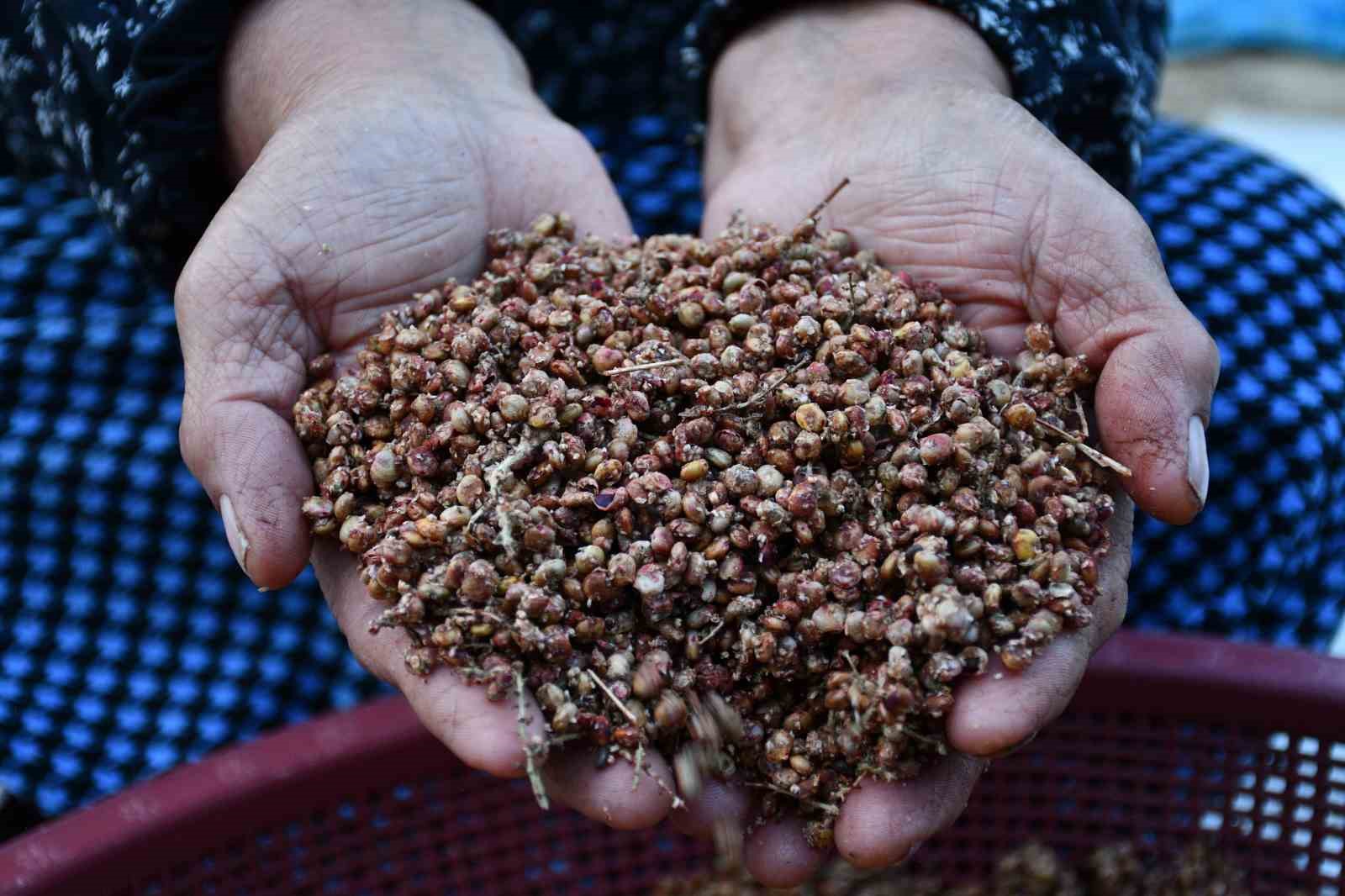 Şırnaklı aile sumak satarak geçimini sağlıyor
