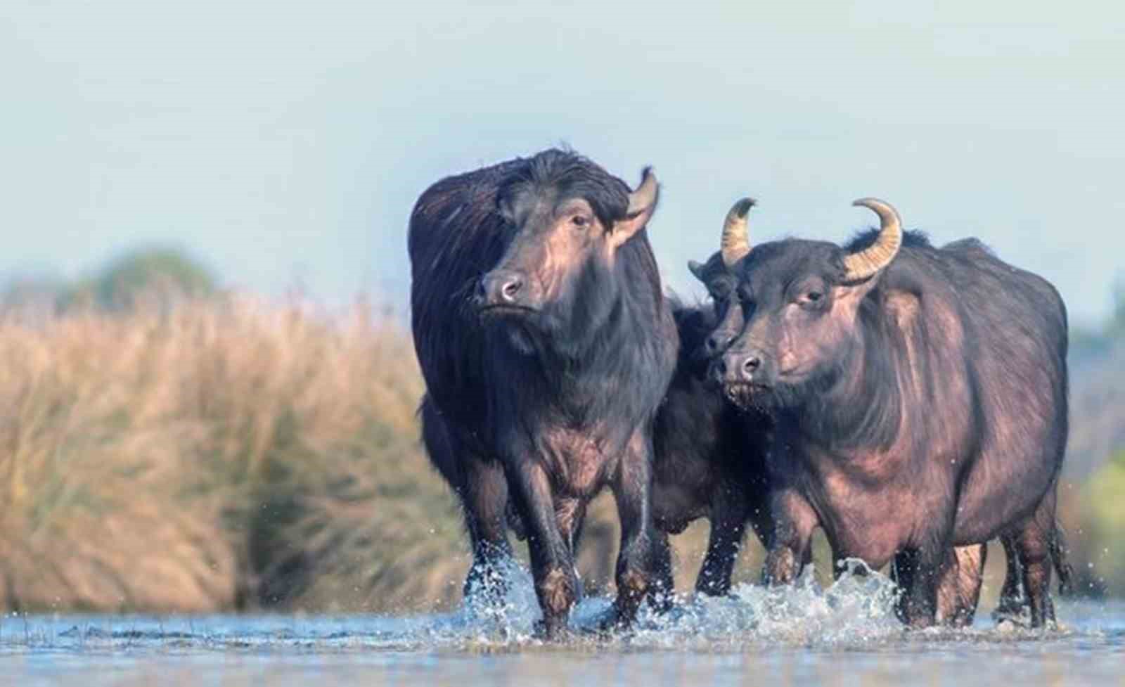 Fotoğraf tutkunu savcı: Yaban hayatı ona poz veriyor
