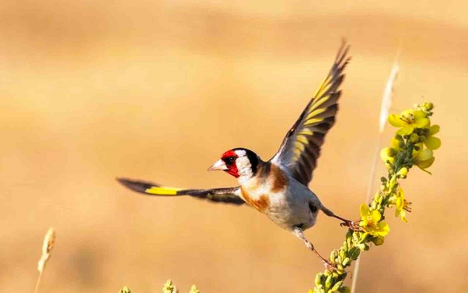 Fotoğraf tutkunu savcı: Yaban hayatı ona poz veriyor
