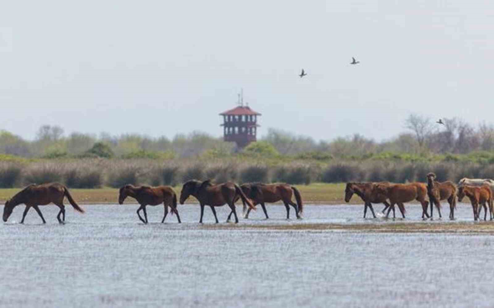 Fotoğraf tutkunu savcı: Yaban hayatı ona poz veriyor
